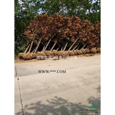 中華石楠直銷，2米至3米冠幅中華石楠產地報價信息