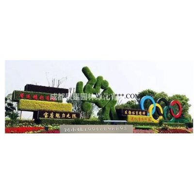 紅葉石楠16杯工程苗，紅葉石楠小杯苗，紅葉石楠基地