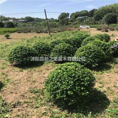 紅葉石楠球精品球基地常年低價直銷