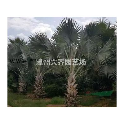 福建漳州紅葉石楠小苗圖片/福建漳州紅葉石楠報價