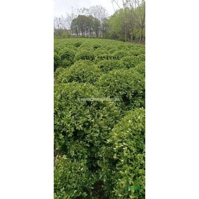 紅葉石楠樹 紅葉石楠球 浙江慈溪