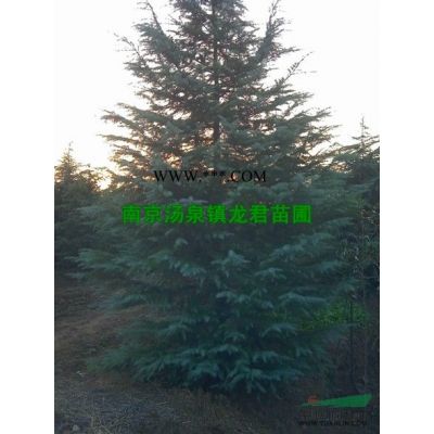 新21年南京小石楠樹行情價格，低售價