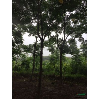 紅葉石楠報價/安徽紅葉石楠報價