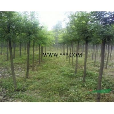 紅葉石楠：我基地供應(yīng)地徑3公分紅葉石楠品質(zhì)好顏色正價格優(yōu)