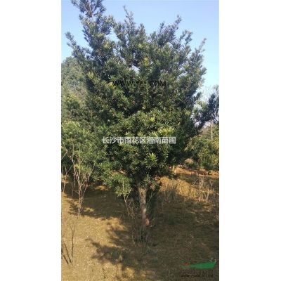 紅葉石楠，高桿紅葉石楠，紅葉石楠球，紅繼木樹，