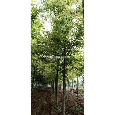 羅漢松、羅漢松小苗、造型羅漢松