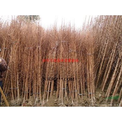 *小龍柏基地 低價供應各種規格龍柏 基地直銷