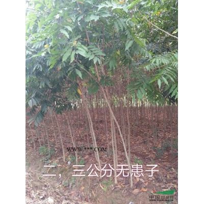 江西羅漢松/江西九江羅漢松價格/報價