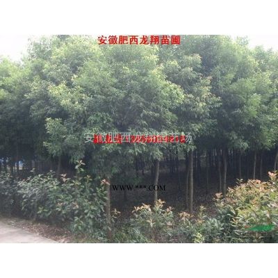 供應(yīng)安徽合肥肥西龍柏球、海桐球、紅花繼木球、火棘球