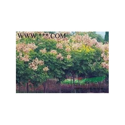 現在3公分4公分5公分6公分龍柏報價