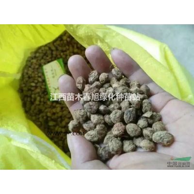 香泡  江西優(yōu)質香泡價格