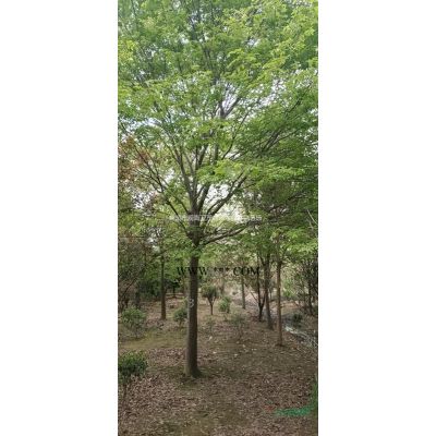 浙江慈溪地區(qū)供應(yīng)香泡樹