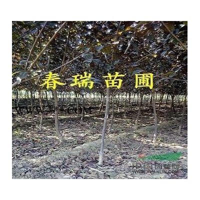 山東小龍柏，山東青州冬青，山東月季，山東上盆月季