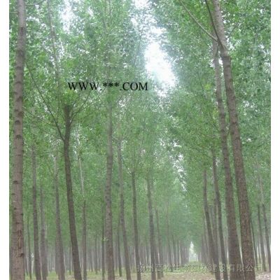 蜀檜、龍柏小苗