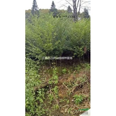 九江樂昌含笑種子