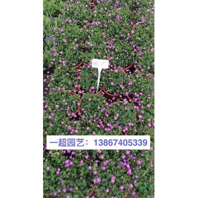 大量供應(yīng)盆栽紅葉石楠/紅葉石楠小杯 紅葉石楠批發(fā)