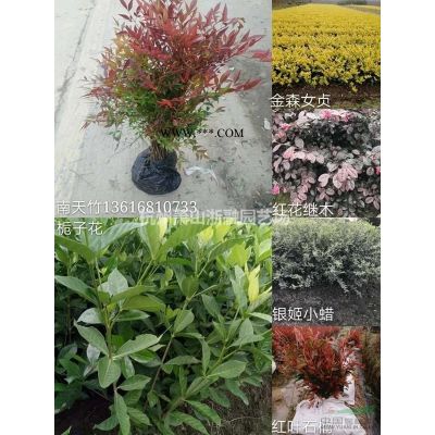 金邊黃楊/龜甲冬青/紅葉石楠/金森女貞/紅花繼木/灑金珊瑚等