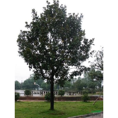 9公分紅葉石楠價格