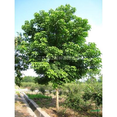 紅葉石楠球，冠1米到2米，數(shù)量大