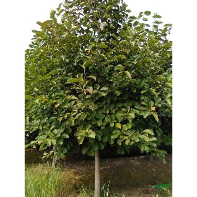 紅葉石楠，球，柱（大量批發大小不限）