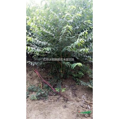 龍柏苗 小龍柏 龍柏 龍柏條 龍柏樹 龍柏球