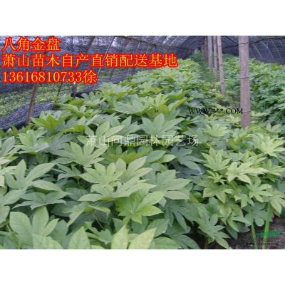 蕭山龍柏.會柏.灑金柏.繡線菊.金絲桃.醋醬草.大花六道木