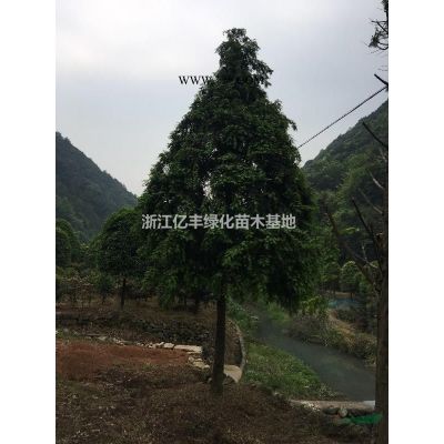 造型羅漢松價格