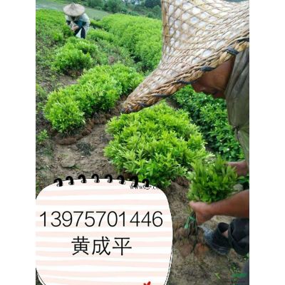 湖南郴州羅漢松