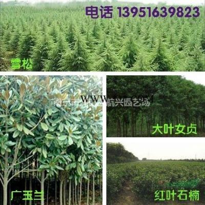 供應金絲垂柳、黃皮柳、八月桂、羅漢松、黑松苗木
