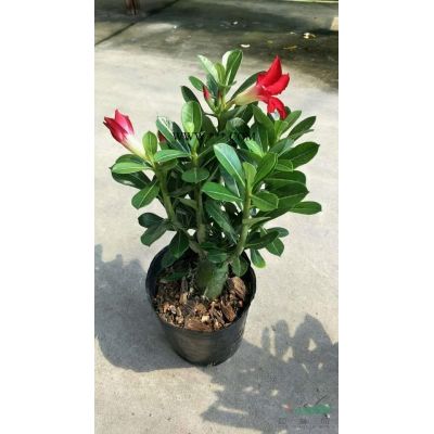 造型羅漢松3000元