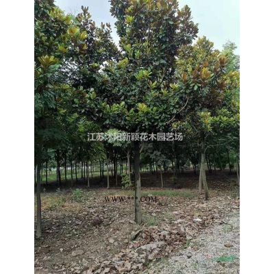 高桿石楠柱   紅葉石楠樁