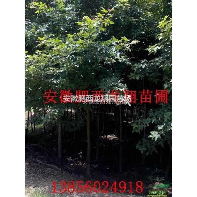 安徽肥西棕櫚*新報(bào)價(jià)、合肥棕櫚樹價(jià)格圖片、肥西棕櫚基地