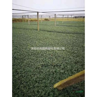 大量直銷高桿石楠基地 獨桿石楠 高桿石楠小苗價格 圖片