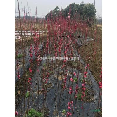 出售，8一20公分樂昌含笑