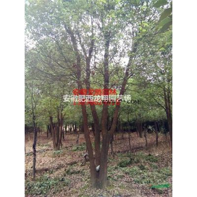 供應(yīng)安徽欏木石楠、合肥欏木石楠價(jià)格、肥西欏木石楠價(jià)格