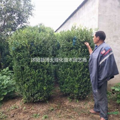 供應(yīng)紅葉石楠大桶苗冠幅50公分-60公分紅葉石楠價格優(yōu)惠