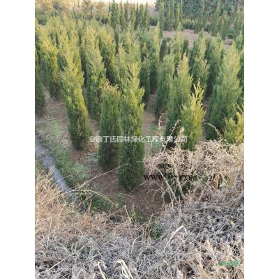 大小規格安徽紅葉石楠球 滁州紅葉石楠球基地