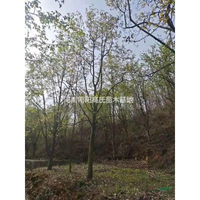 大小規格石楠 河南石楠價格 南陽石楠樹 河南紅葉石楠農戶直銷