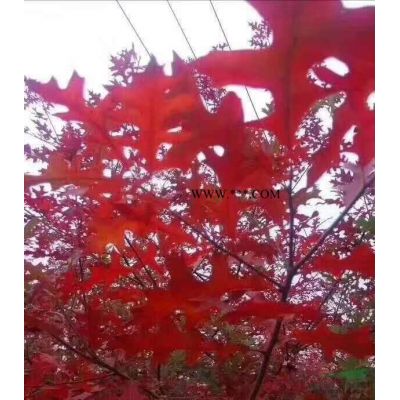 金華茂林大量供應紅葉石楠柱3米到5米