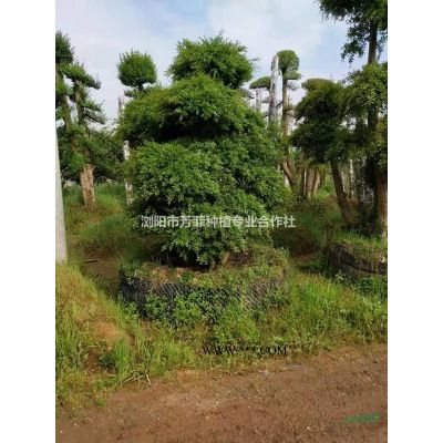 浙江造型欏木石楠多少錢一棵？江蘇造型紅花繼木多少錢一棵？河南造型榆樹多少錢一棵？