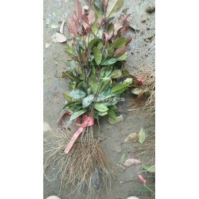 精品紅葉石楠大桶苗  冠副50厘米左右