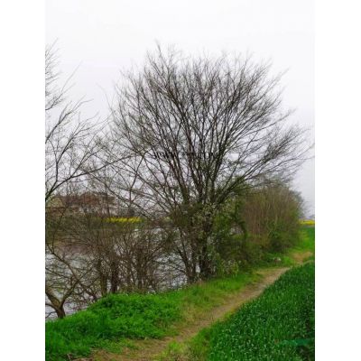 大量1米冠左右紅葉石楠球出售