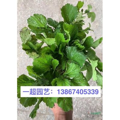 小龍柏，精品小龍柏，小龍柏小苗球