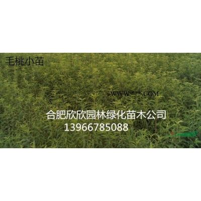 海桐球.紅花繼木球.女貞球.火棘球.紅葉石楠球.龍柏球等。