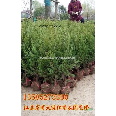 出售50公分高龍柏價格優(yōu)惠 綠化工程苗木