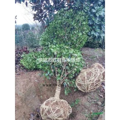 造型羅漢松行情報價\造型羅漢松圖片展示