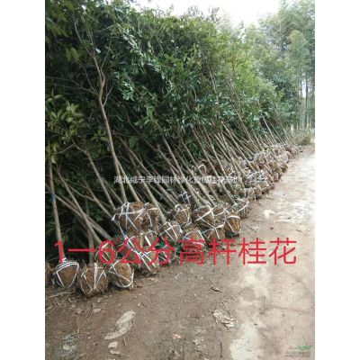 造型羅漢松優質特價產地直銷