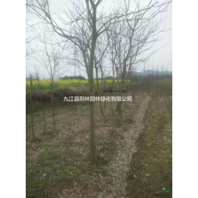 江西香泡，香泡小苗，香泡大苗供應