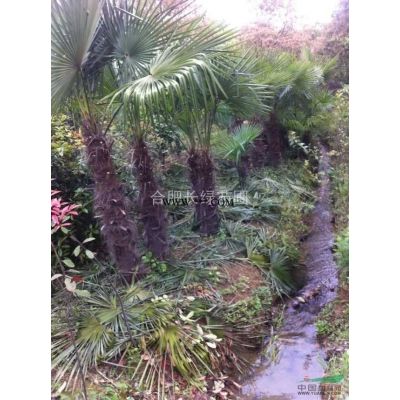 安徽合肥供應(yīng)造型羅漢松，造型紅花繼木，小葉女貞，造型榔榆