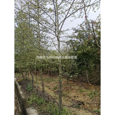 江西九江樂昌含笑杯苗圖片/江西九江樂昌含笑杯苗報價